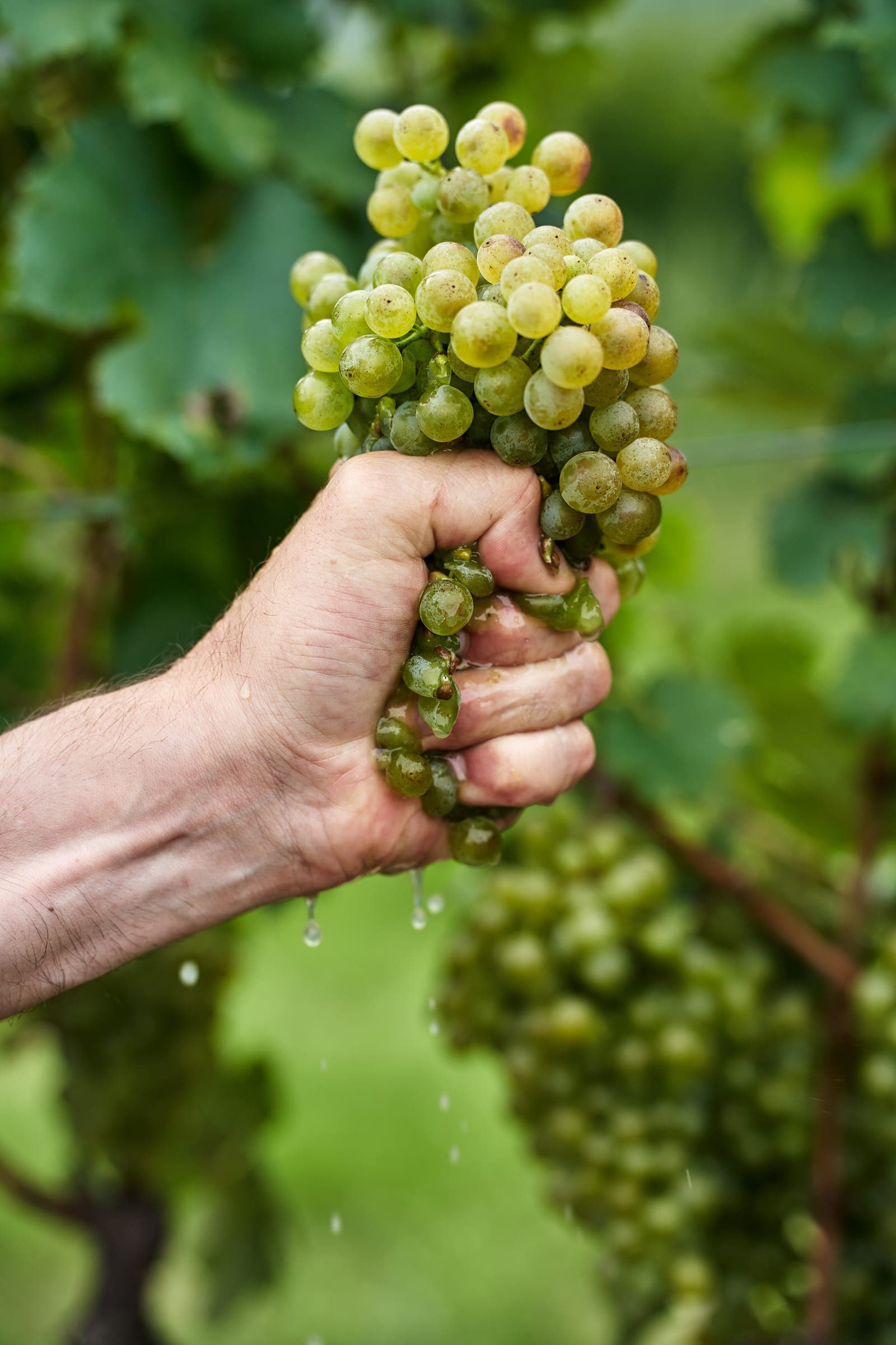 Wein — Trauben in der Hand